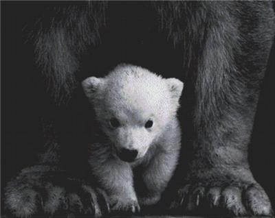 (image for) Polar Bear Cub